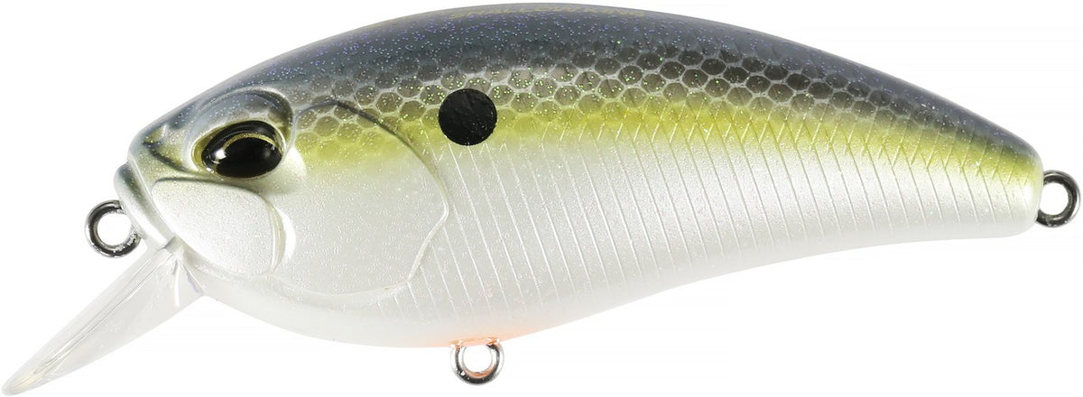 ACC3083 American Shad