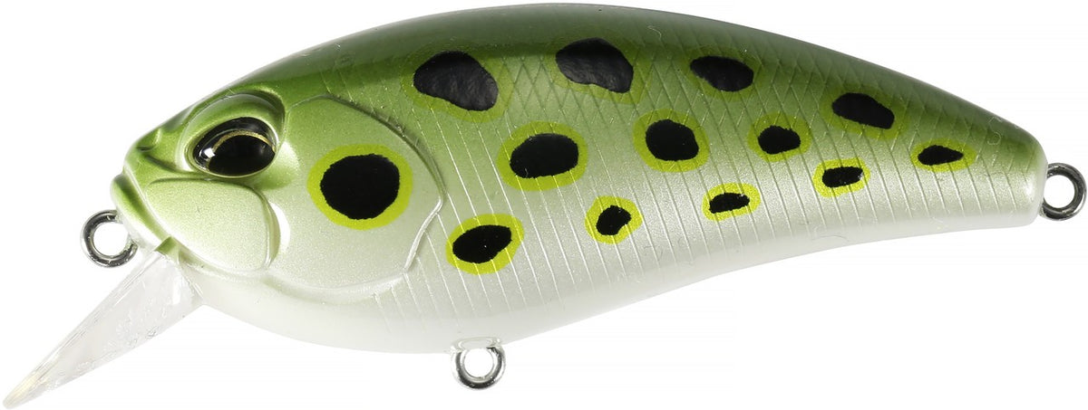 ACC3597 Spotted Frog