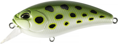 ACC3597 Spotted Frog